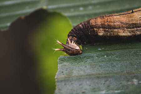 brown and black larva on green leaf thumbnail