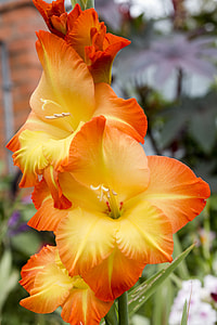 close-up photo of orange-and-yellow gladiola flowers thumbnail