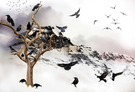 black birds on bare tree under white sky at daytime thumbnail