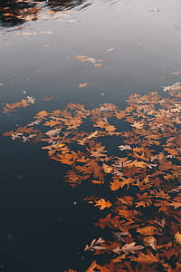 dried leaves on body of water thumbnail
