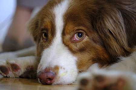Australian shepherd dog lying on floor thumbnail