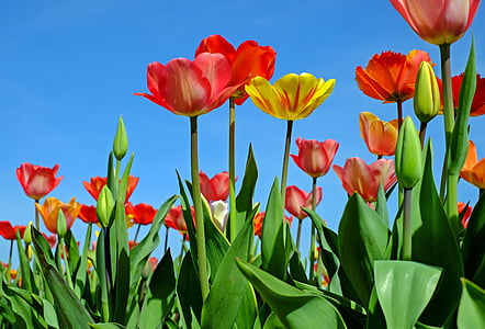 red and yellow flowers thumbnail