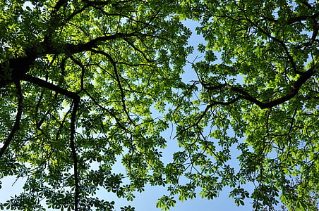 worm's eye view of trees thumbnail