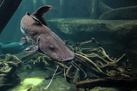 brown beluga fish thumbnail