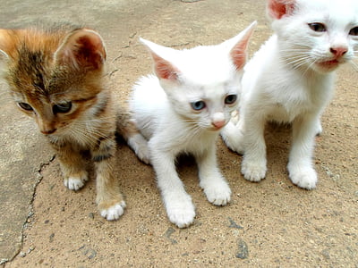 three short-furred kittens sitting on brown concrete surface thumbnail