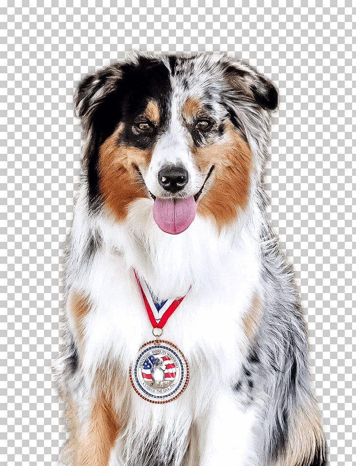 Dog Breed Australian Shepherd Miniature American Shepherd German