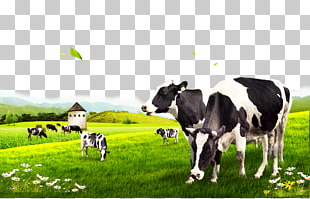 Dairy cattle, Cow pasture, black-and-white dairy cows PNG clipart