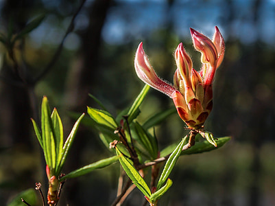 selective focus photo of red petaled flower thumbnail