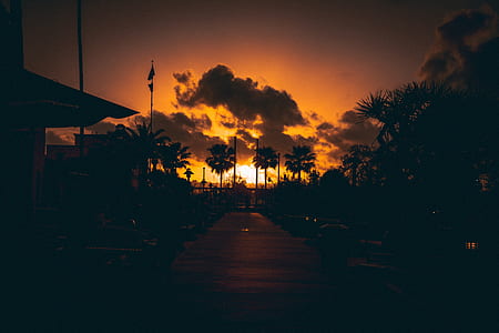 silhouette photo of trees under golden hour thumbnail