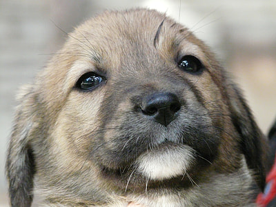 short-coated tan and black puppy close-up photography thumbnail