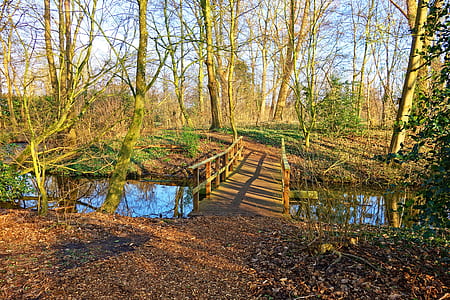 brown wooden bridge in the middle of the forest at daytime thumbnail