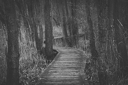 empty pathway between trees thumbnail