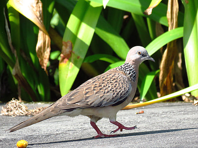 grey Pigeon near green leaf plant during daytime thumbnail