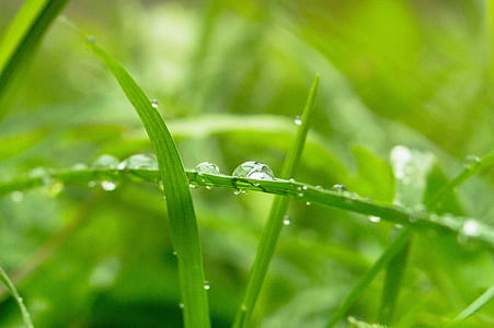 closeup photography of green leaves with water dew thumbnail
