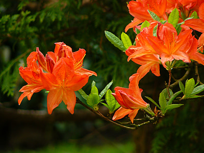 selective focus photography of pink petaled flowers thumbnail