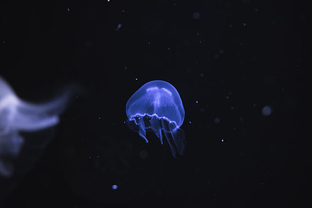 jellyfish under water thumbnail