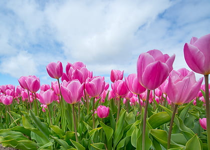 pink tulip flower field at daytime thumbnail