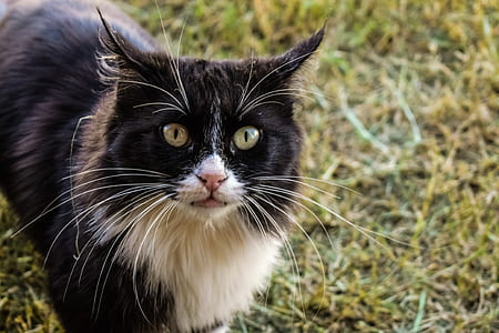tuxedo cat on grass field thumbnail