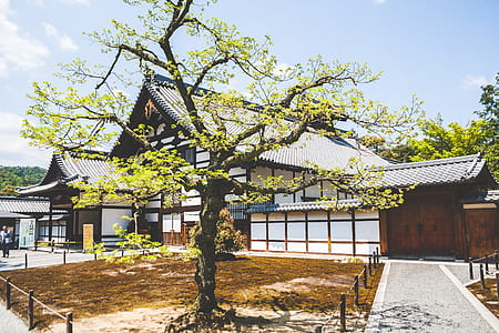 Green Leaf Tree Near White and Brown Shack thumbnail