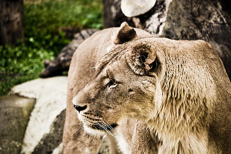 wildlife photography of lioness thumbnail