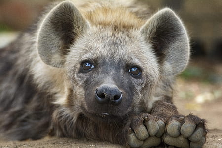 brown and black hyena thumbnail