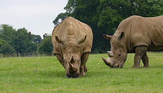 two rhinoceros on grass fields thumbnail