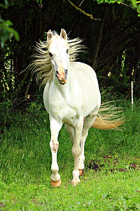 white horse on grass thumbnail