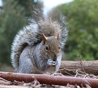 grey and white squirrel thumbnail