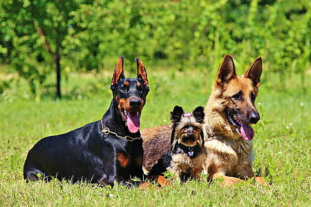 three German shepherd, Doberman pinscher and Yorkshire terrier on green grass thumbnail