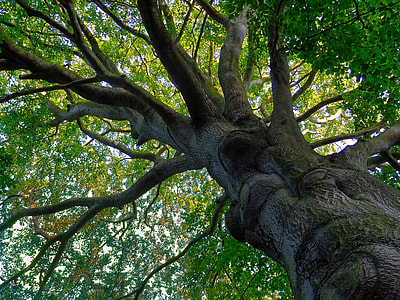 photography of green leaf tree thumbnail
