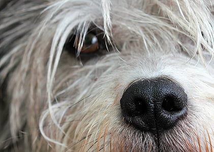 long-coated white dog close-up photography thumbnail
