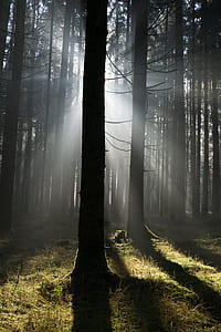 forest and grass thumbnail