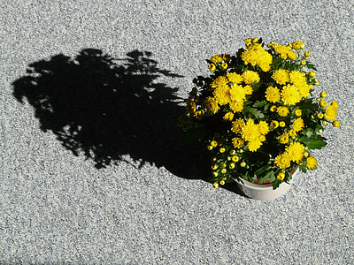 Garden Chrysanthemum thumbnail