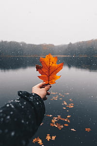 person holding brown leaf thumbnail