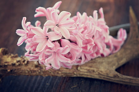 selective focus photography of pink flower on brown wooden surface thumbnail