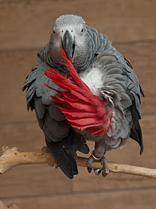 gray and red parrot perched on the tree branch thumbnail