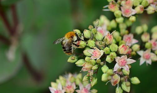 macro photography of bee on green flower thumbnail