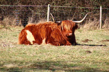Brown 4-legged Animal thumbnail