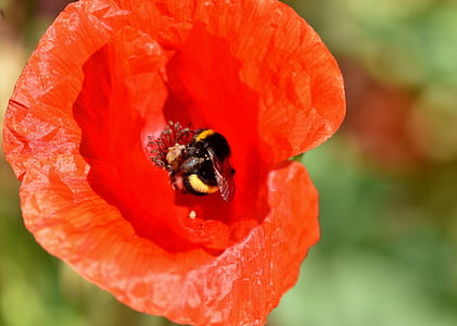 close up photo of bee thumbnail