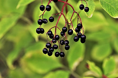 black berries in shallow focus photography thumbnail