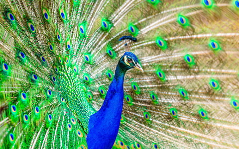 bird, animal, zoo, colorful thumbnail