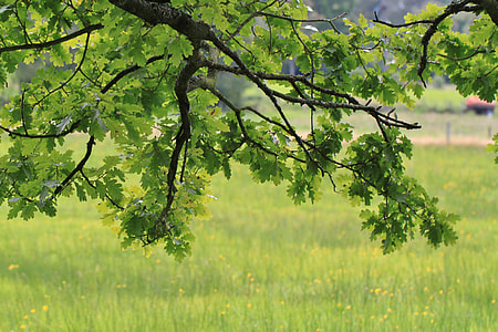 green leaf three thumbnail