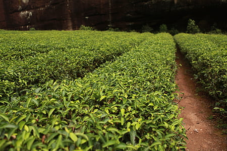 green bushes area thumbnail