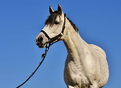 brown horse thumbnail