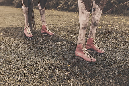 white and black horse wearing two pairs of pink shoes thumbnail