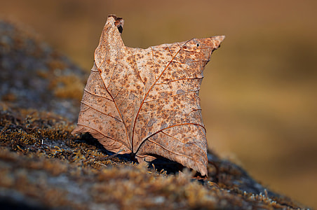 dried leaf thumbnail