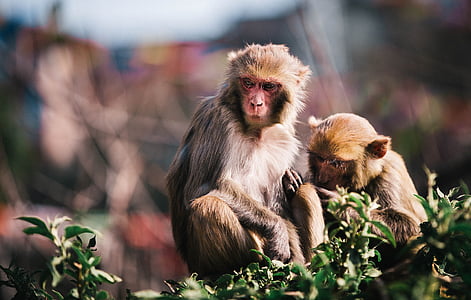 two monkeys on tree branch thumbnail
