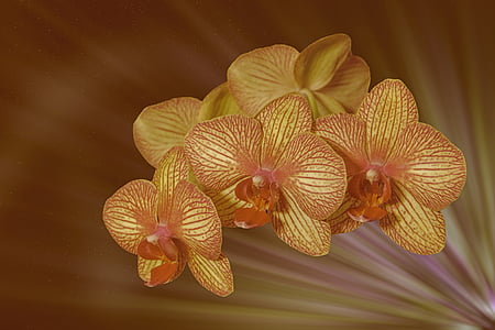 brown moth orchid flower in closeup photography thumbnail