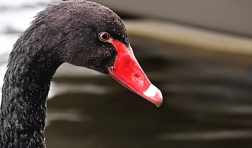 closeup photo of black swan thumbnail