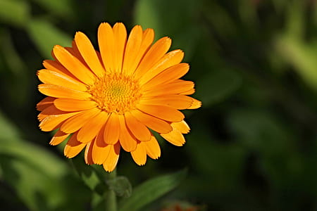 selective focus photography of yellow daisy flower thumbnail